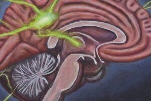 an illustration depicting a stylized cross-section of the human brain, highlighting the hippocampus region.
