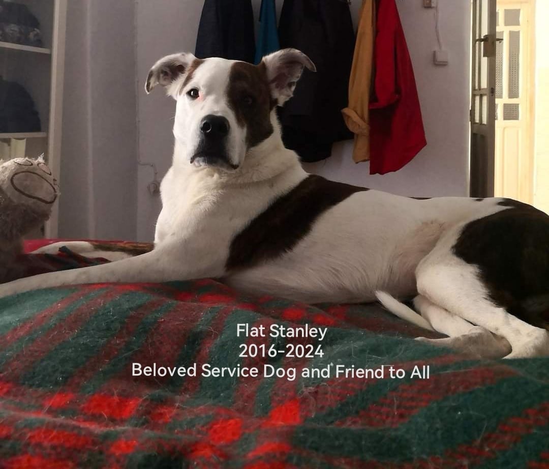 May be an image of dog and text that says 'Flat Stanley 2016-2024 Beloved Service Dog and Friend to All'