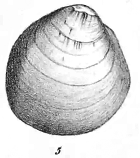 Grayscale drawing of a freshwater mussel shell. Grayscale drawing of a freshwater mussel shell.