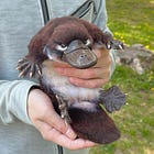 SEC 世紀訴訟：鴨嘴獸的意義、幣安不能說的秘密