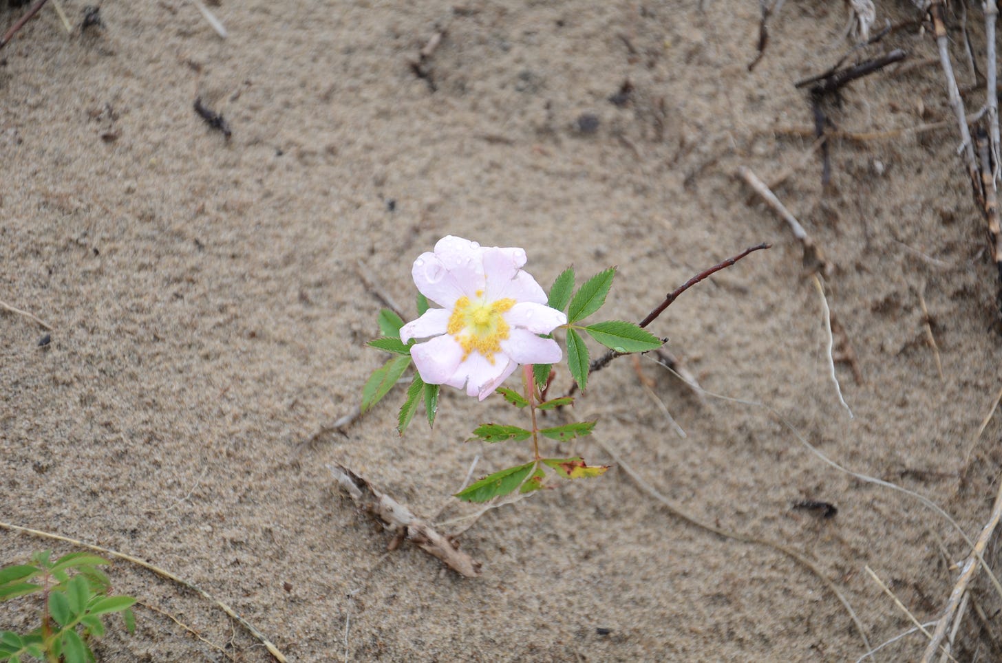 A pink Dog Rose emerges from the wet sand of the Indiana Dunes
