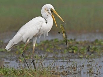 6+ Hundred Bird Catch Frog Royalty-Free Images, Stock Photos & Pictures |  Shutterstock