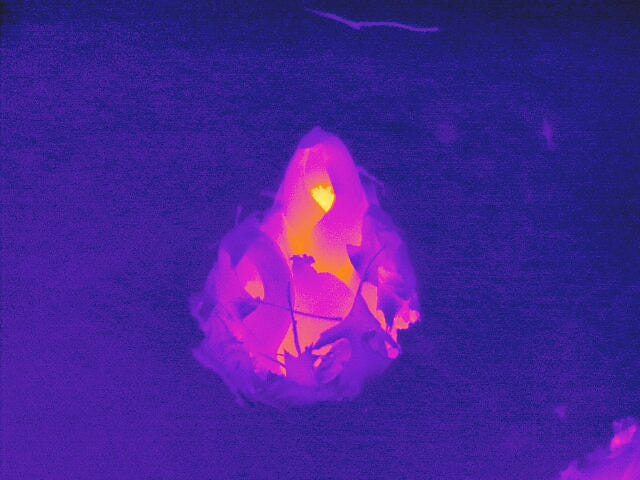 Various images of Eastern Skunk Cabbage