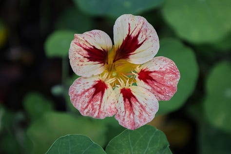 nasturtium flowers