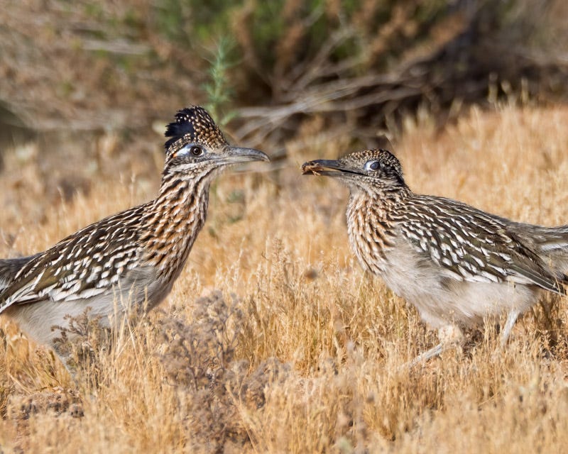 20260316-Sewailo-133-Edit.jpg 20260316-Sewailo-133-Edit.jpg