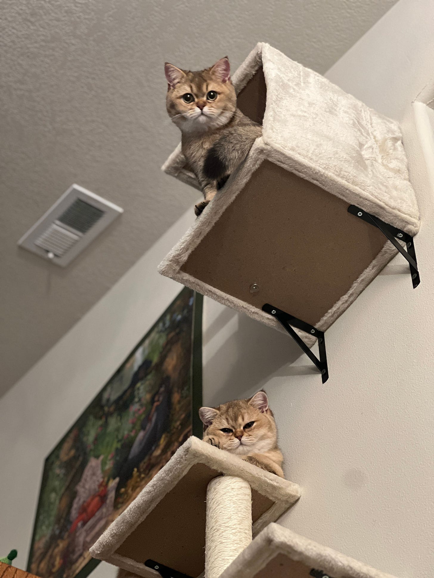 Kevin and Luisa peer down from above, they are relaxed and perched on separate ledges on their custom cat wall. Kevin and Luisa peer down from above, they are relaxed and perched on separate ledges on their custom cat wall.