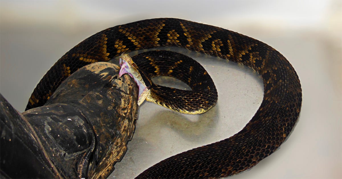 Jararaca mordendo a parte frontal de uma bota preta usada nos experimentos para entender os motivos que levam o animal a atacar Jararaca mordendo a parte frontal de uma bota preta usada nos experimentos para entender os motivos que levam o animal a atacar