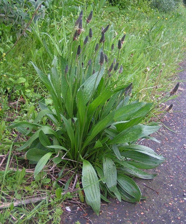 Plantago lanceolata - Wikipedia Plantago lanceolata - Wikipedia