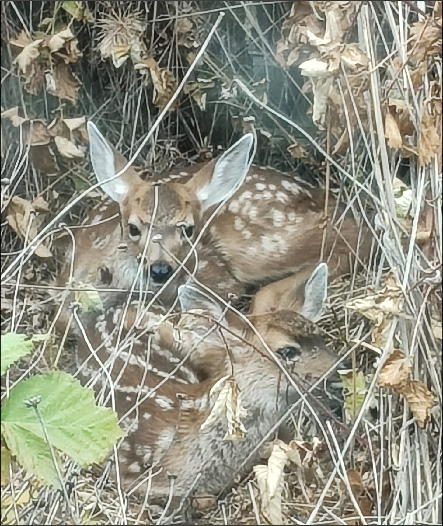 Hoot and Anny as fawns.