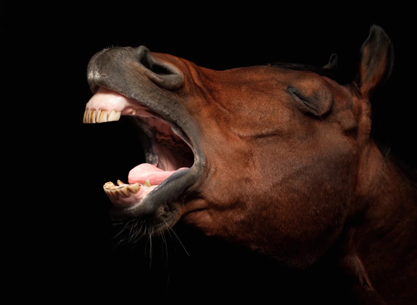 Close-up side profile of a brown horse with eyes closed and mouth wide open, showing teeth and tongue as it whinnies against a black background. Close-up side profile of a brown horse with eyes closed and mouth wide open, showing teeth and tongue as it whinnies against a black background.