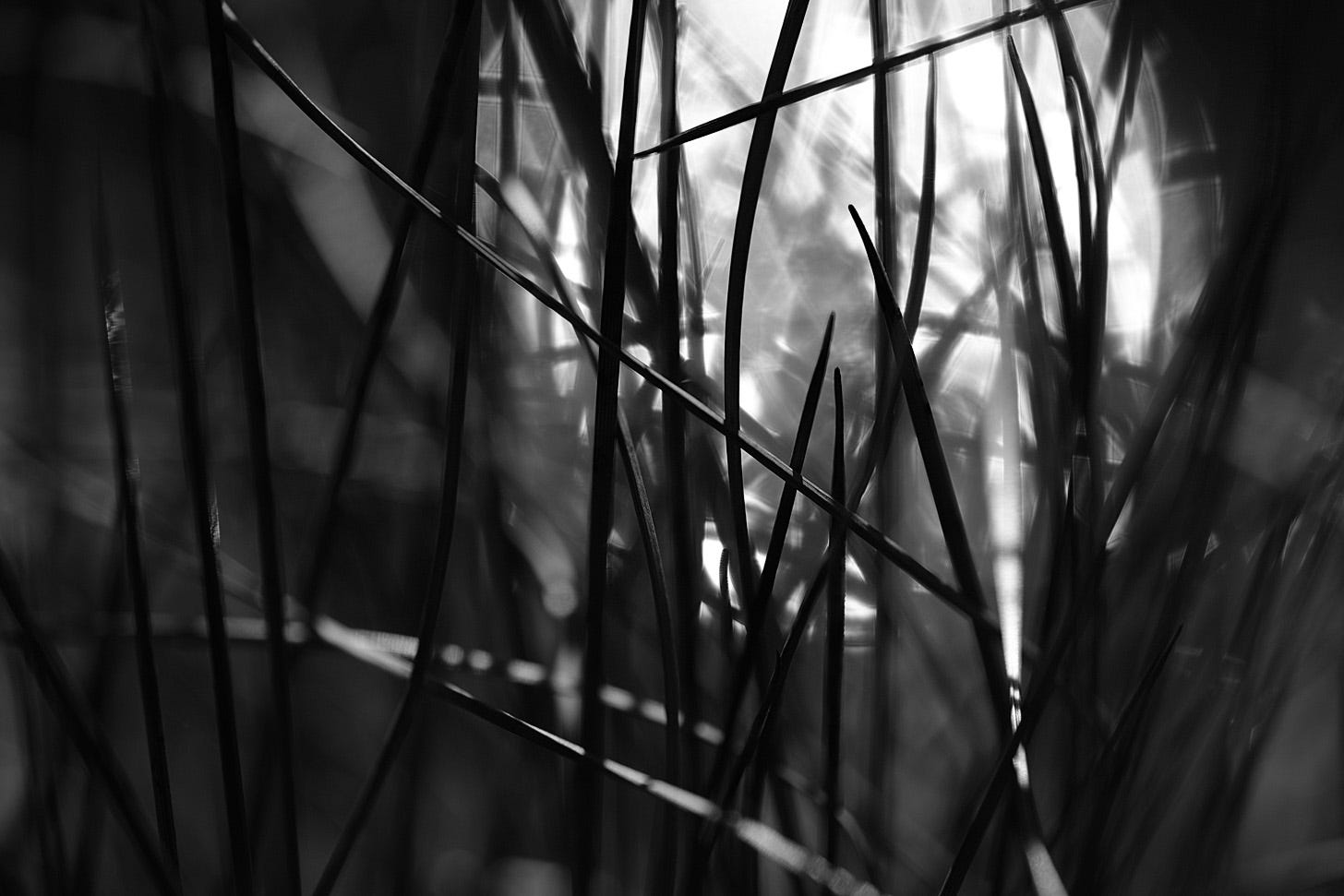 How you see: moon through cotton grass, or sunlight glinting off water?