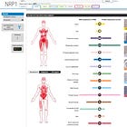 Das Spike-Protein ist selbst direkt neurotoxisch