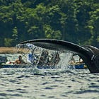 IL CANTO DELL'OCEANO