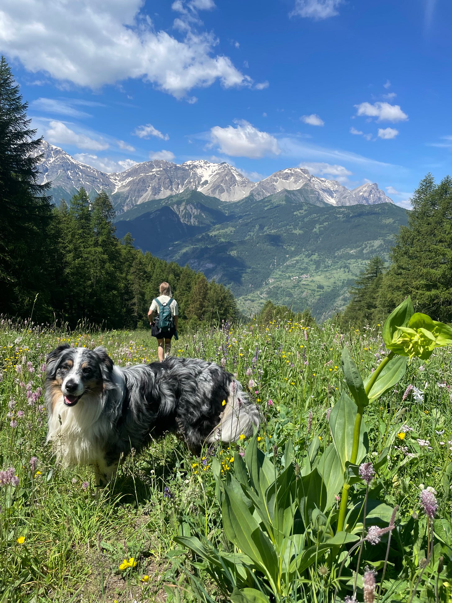 An image of a dog in the foreground and a woman walking away in a flower meadow. There is a summer, blue sky and green mountains. This is from Sauze d'oulx, Italy during a summer holiday.