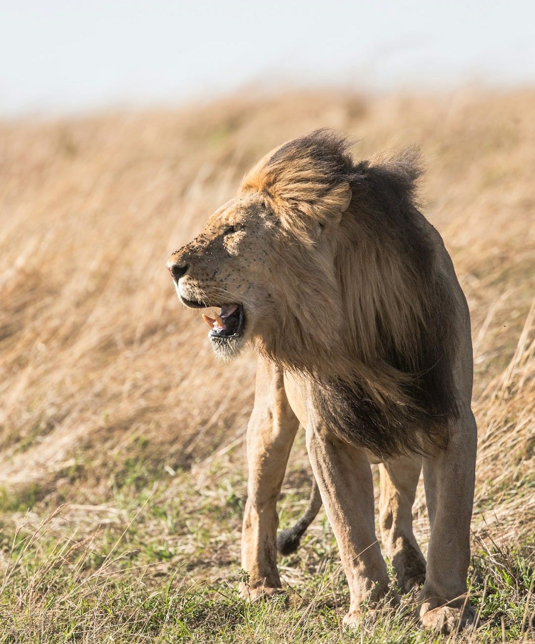 shallow focus photography of lion at the wildlife shallow focus photography of lion at the wildlife