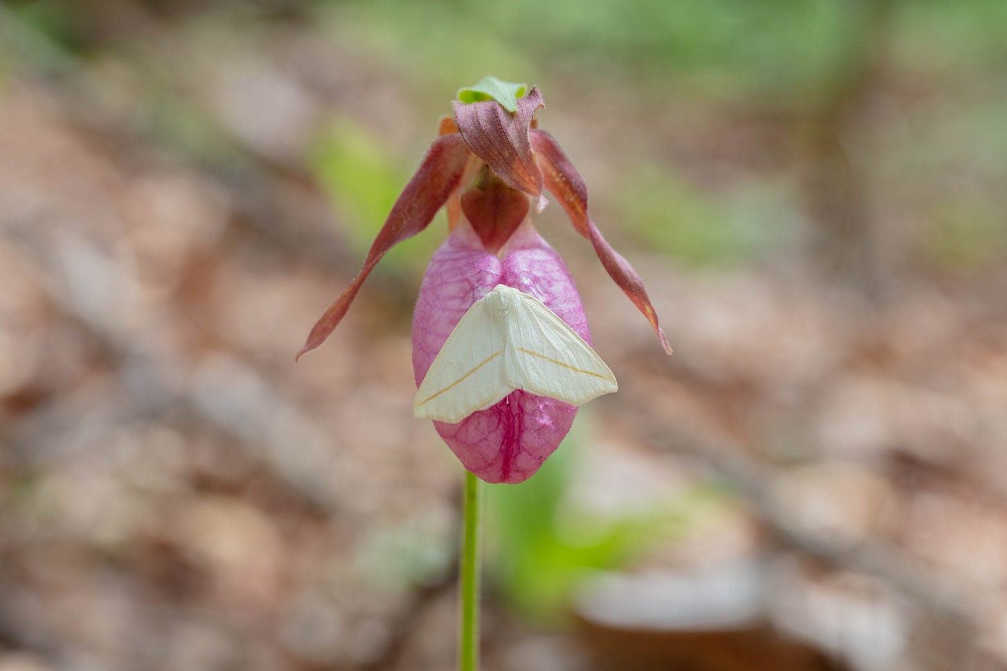 A lady's slipper orchid, as described in detail in this text, with a white moth laying on its labellum. The moth has a thin reddish stripe across each wing.