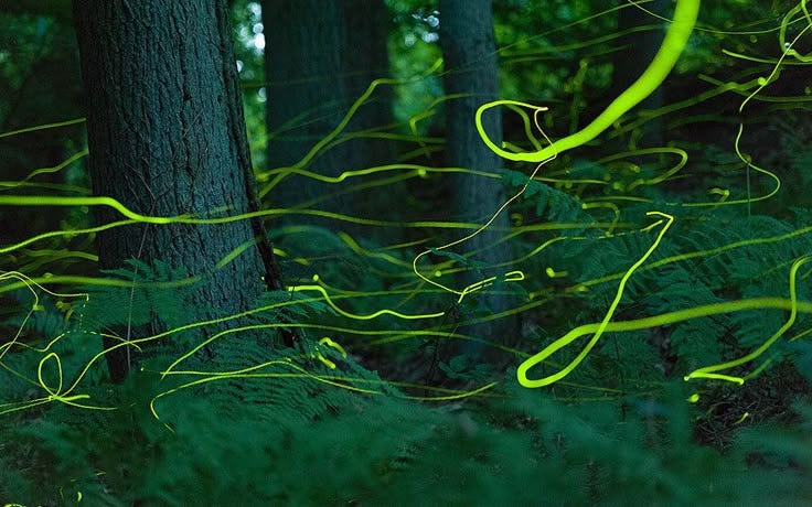 This may contain: some green and yellow streamers in the woods