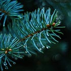 Have No Expectations