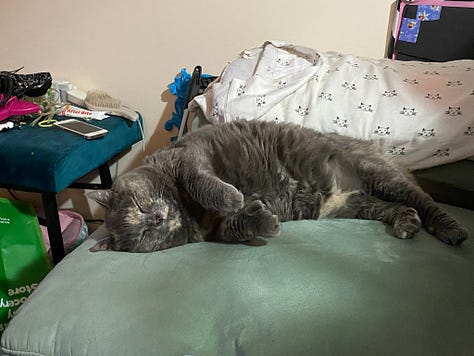 Seven photos of Dilly, a dilute tortoiseshell cat, in various poses.