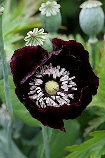 Photo of Papaver somniferum [single black] flower by Annie's Annuals & Perennials