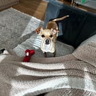 How To Tell If Your Vet Gets It