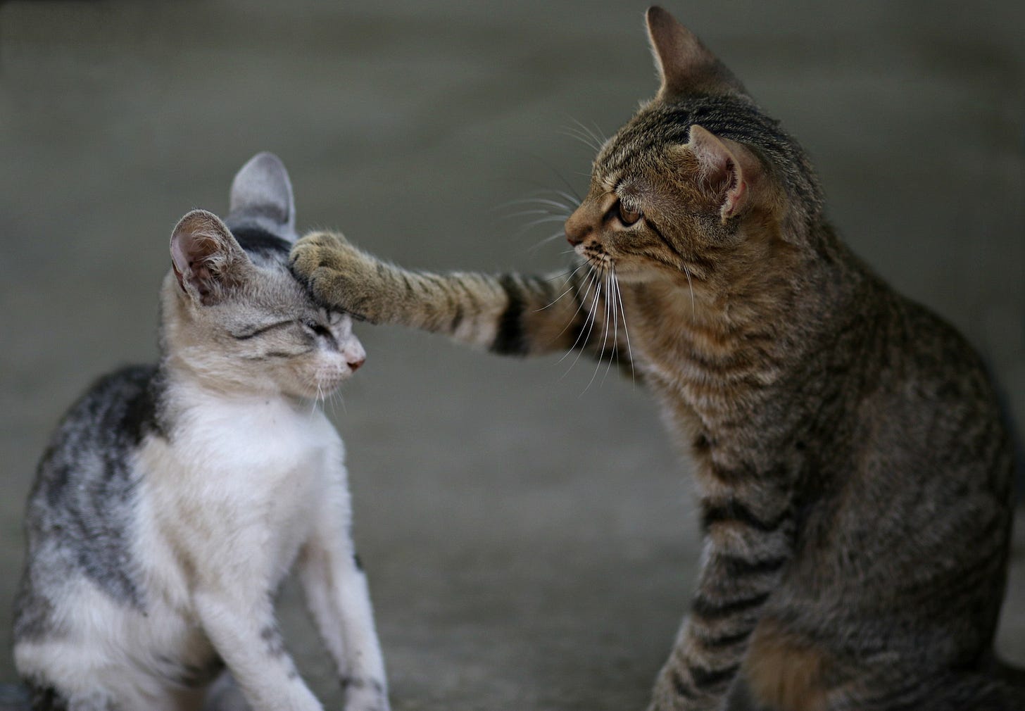An adult brown tabby cat has its right paw on the head of a smaller cat that is white and grey