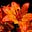 mania and flowers's avatar