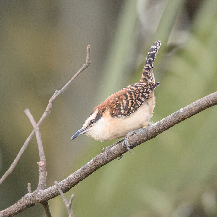 northern yellow warbler, rufous-backed wren, ruby-throated hummingbird, great kiskadee