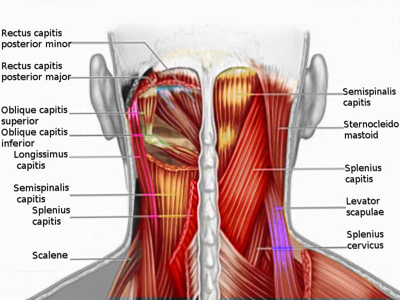 Figure, Posterior neck muscles Image courtesy S Bhimji MD] - StatPearls -  NCBI Bookshelf