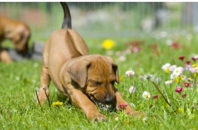 puppies, smile, stretch, yoga, puppy, dogs, cute, babies