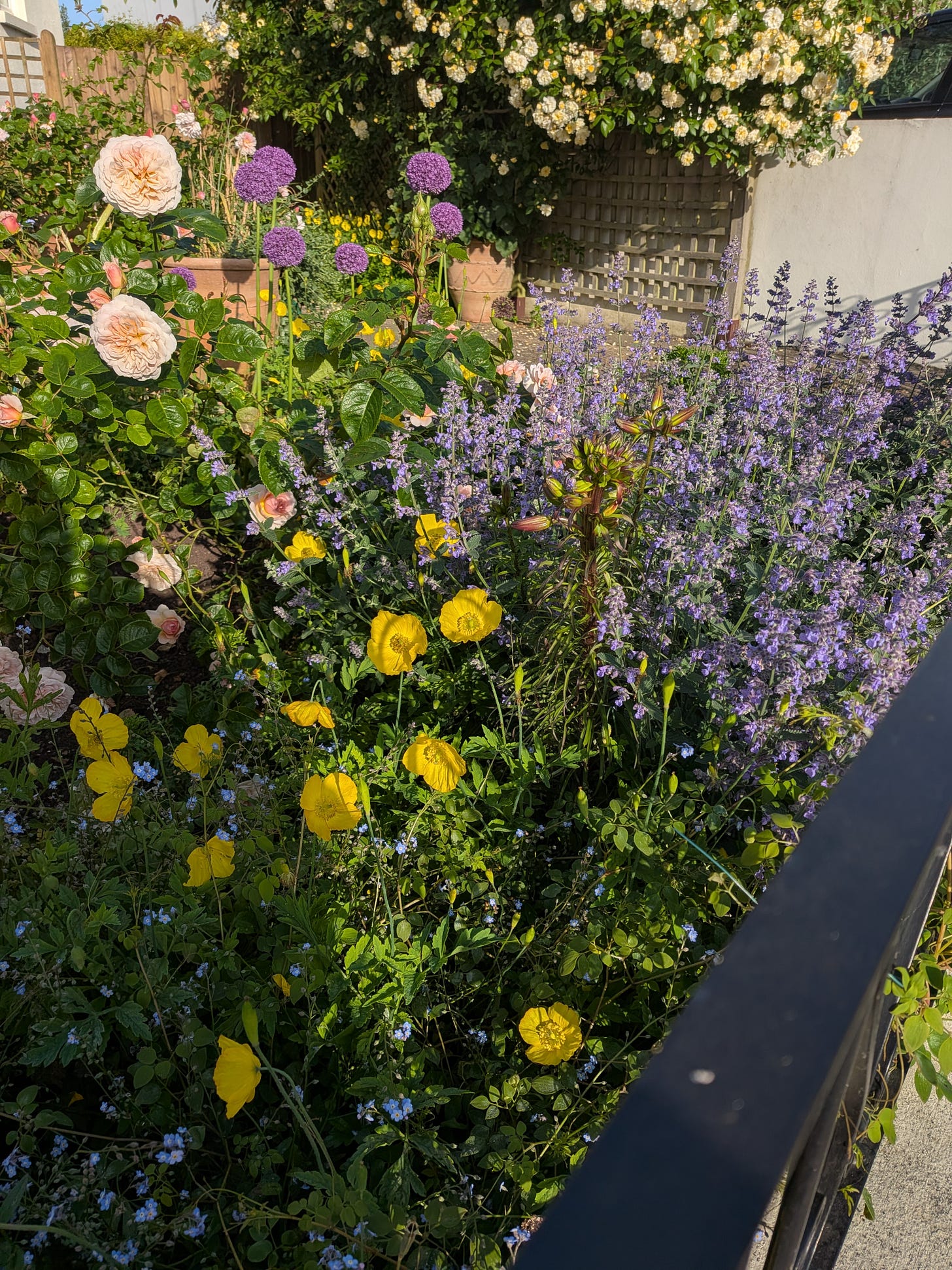 A beautiful cacophony of spring blooms - flowers and leaves aplenty, growing in flower beds outside someone's house, wooden fence just about visible behind them. colours most on show are purple, yellow and peach.