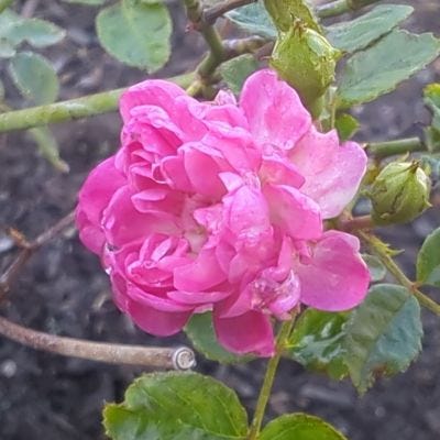 Red and Purple Roses