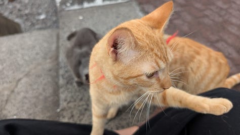 A collection of photos featuring a black kitty, a grey kitty, two orange kitties with golden eyes, a calico kitty, a white cream kitty, and the most dapper gentleman of a cat.