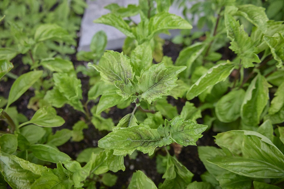 zanzico basil growing in a garden zanzico basil growing in a garden