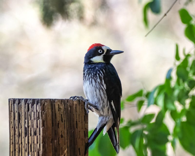 20260422-Chiricahuas-709-Edit.jpg