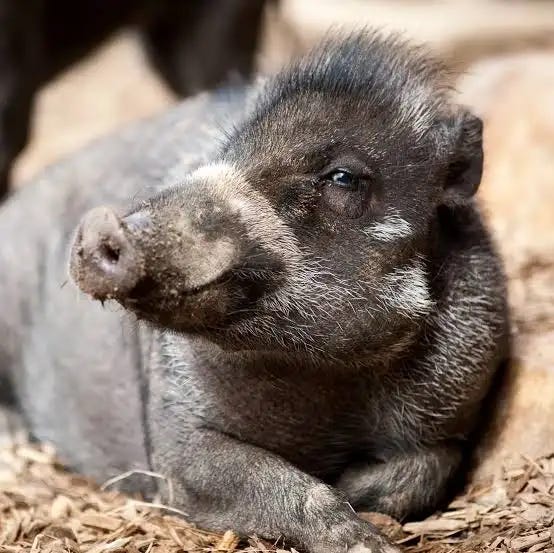 Visayan Warty Pig - Pittsburgh Zoo &amp; Aquarium