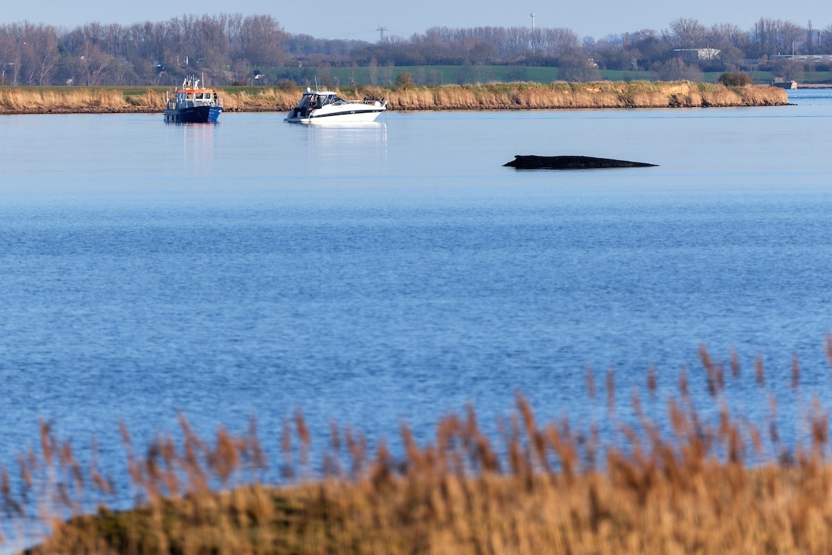La megattera arenata all'isola di Poel, in Germania. (Marcus Golejewski/dpa via AP)