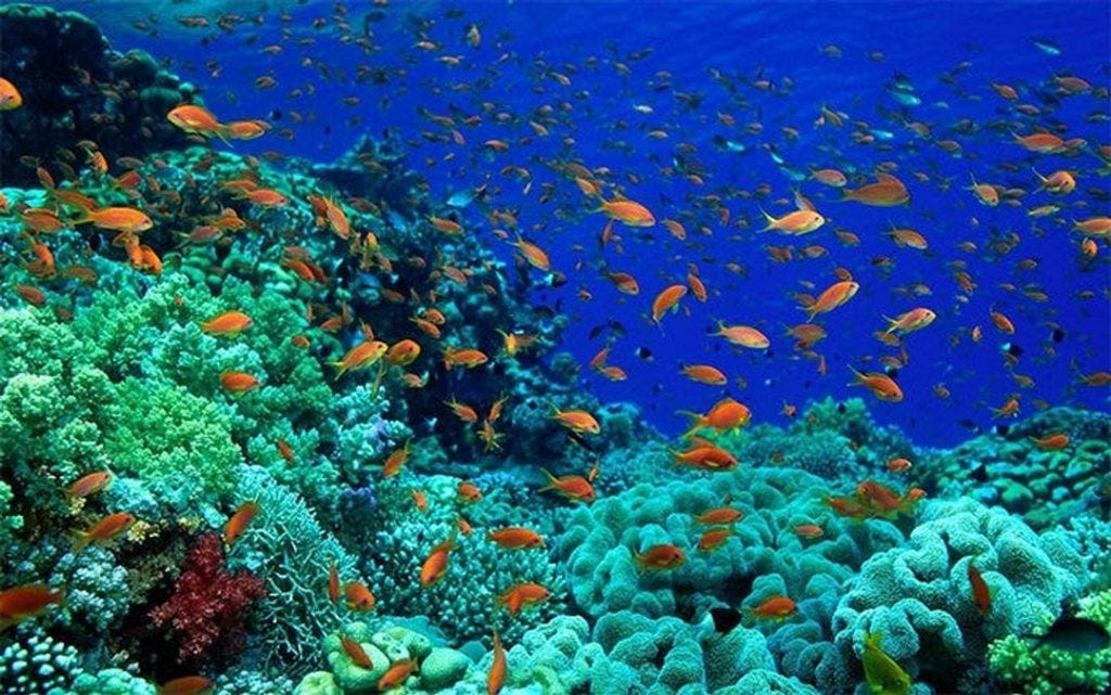 Plenty of fish seen off Cairns near the Barrier reef