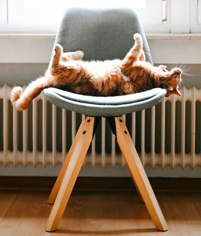a cat laying on top of a chair in front of a window a cat laying on top of a chair in front of a window