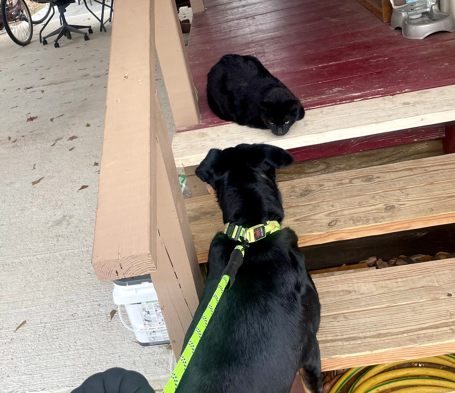 Photo of Midnight and Blackie together on our friends porch. Photo of Midnight and Blackie together on our friends porch.