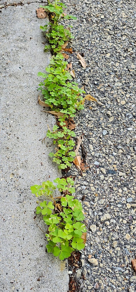 Oxalis plants