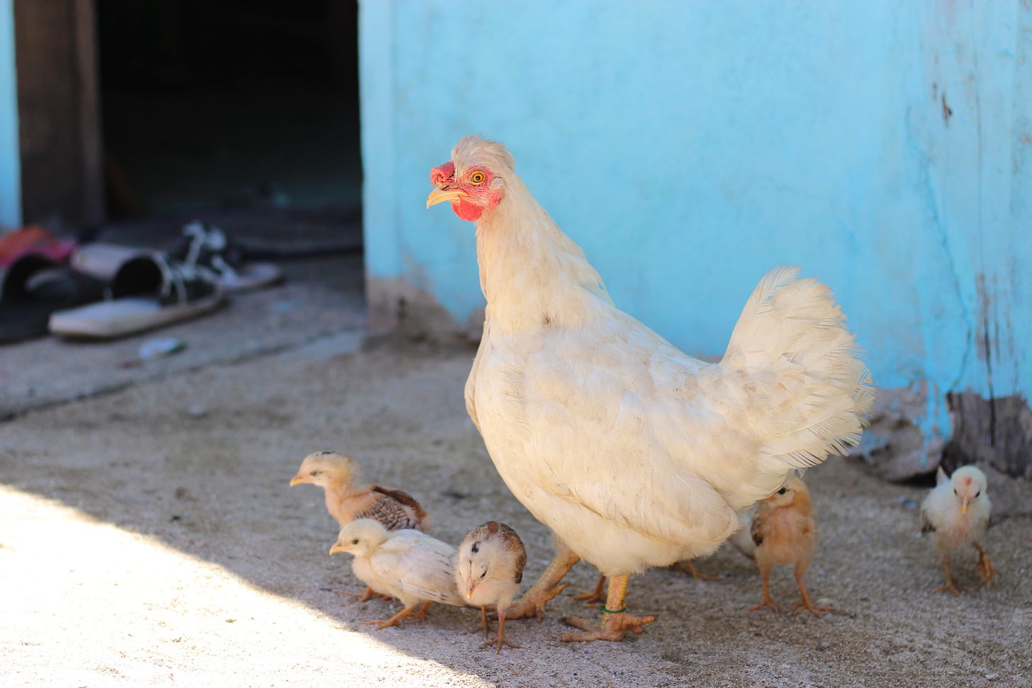 mother hen with chicks