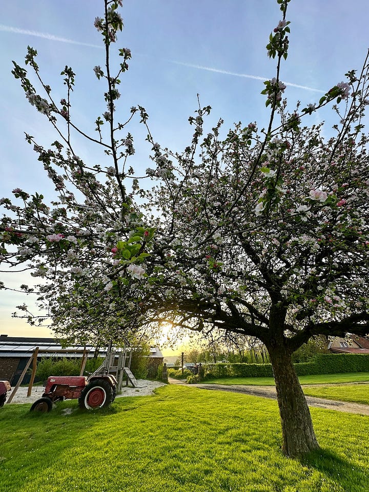 Een kersenboom in bloei, een smal wandelpad tussen weilanden in de heuvels, een e-reader en een Apérol Spritz in een gezellig huiskamercafé, een glas cava op een terras onder blauwe regen.