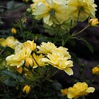 The Heart and Story of Summer Cottage Garden
