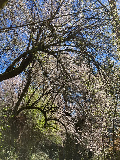 Cherry blossoms