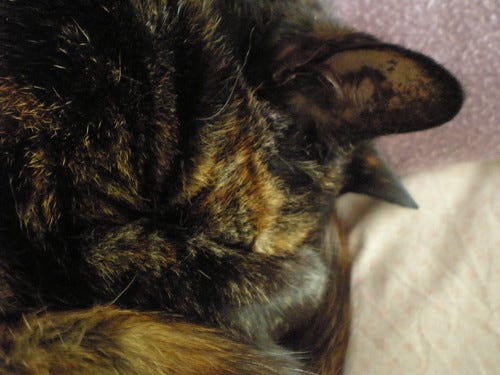 Artemis the Cat 1 Artemis the Cat 1