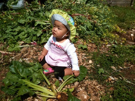 Diverse families--African American, Burmese. Latina, and white--in a Charlottesville, VA, community garden.