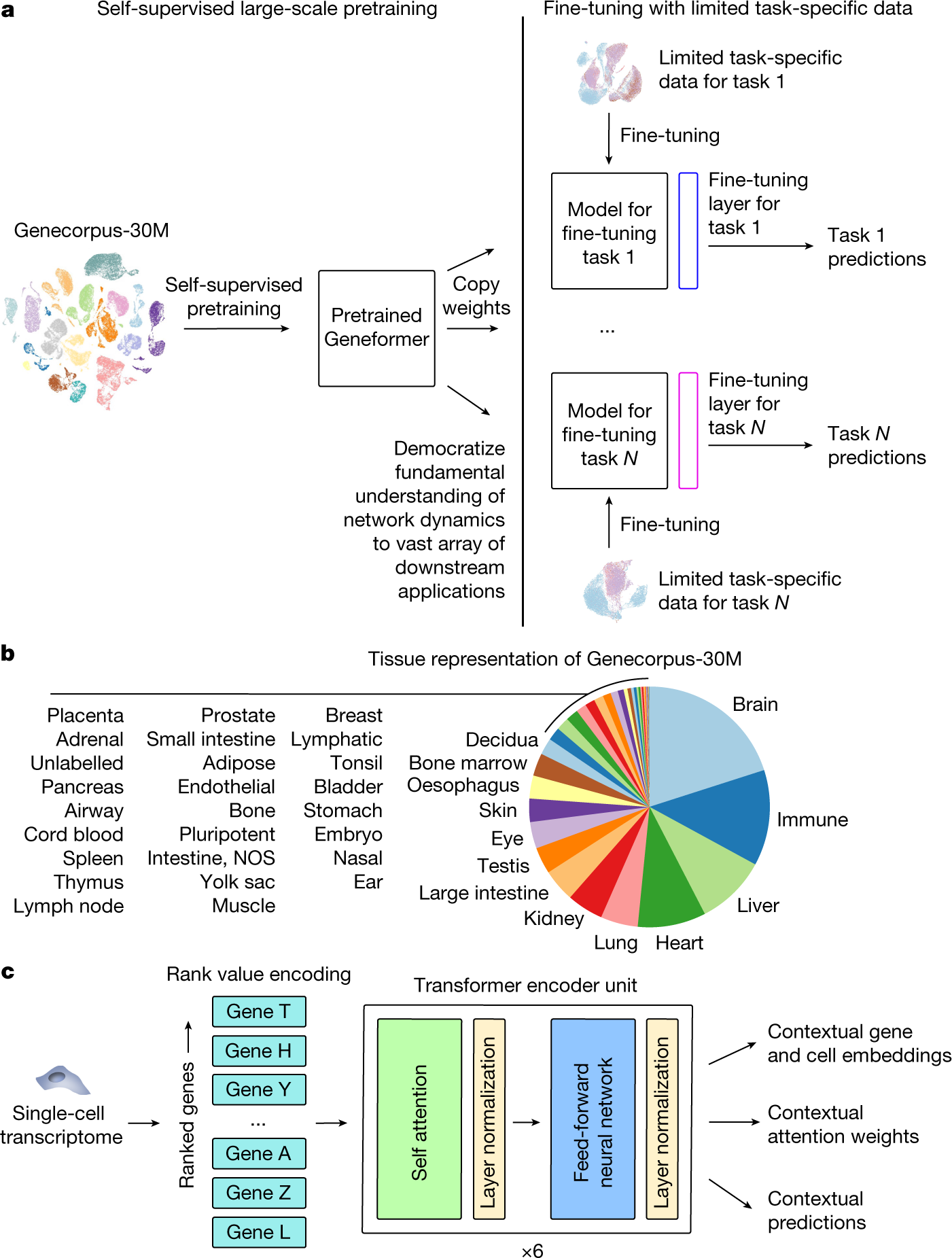 Transfer learning enables predictions in network biology | Nature