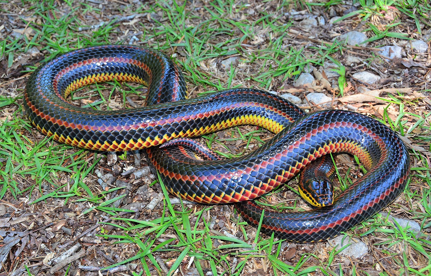 Rainbow Snake – Florida Snake ID Guide