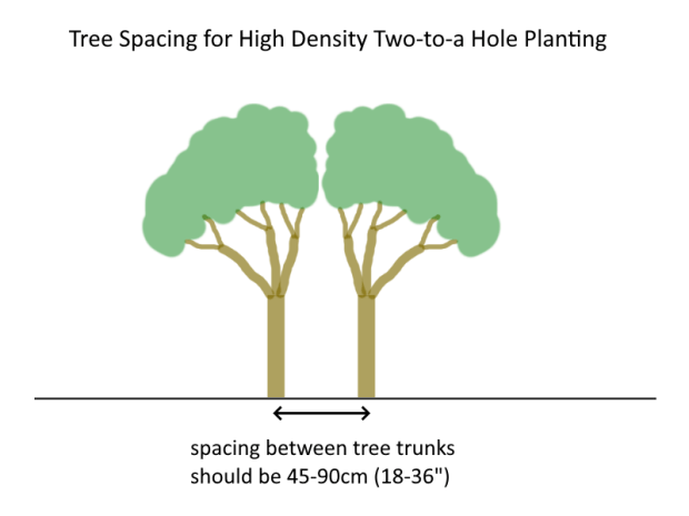 Backyard Orchard Culture, a New Approach to Growing Fruit Trees in ...
